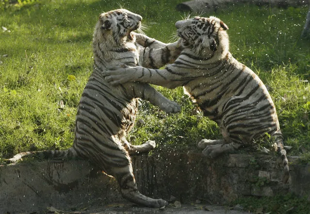 Five-month-old white tigers play inside their open enclosure at a zoological park in New Delhi March 28, 2007. (Photo by B. Mathur/Reuters)