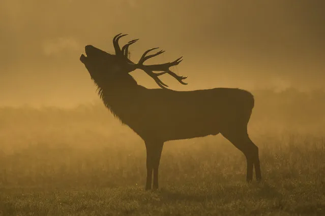 A deer is seen bugling in the morning mist in Richmond Park on September 23, 2014 in London, England. Tuesday marks the autumn equinox where day and night are of equal lengths. (Photo by Rob Stothard/Getty Images)