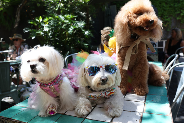 Miss Dior, Maximillian and Little Red Ted look on during the Mardi Gras Dog Show at Beresford Hotel on February 23, 2025 in Sydney, Australia. The Sydney Gay and Lesbian Mardi Gras parade will return to Oxford Street for the 47th time. The parade began in 1978 as a march to commemorate the 1969 Stonewall Riots in New York and has been held every year since to promote awareness of gay, lesbian, bisexual and transgendered issues. (Photo by Don Arnold/WireImage)