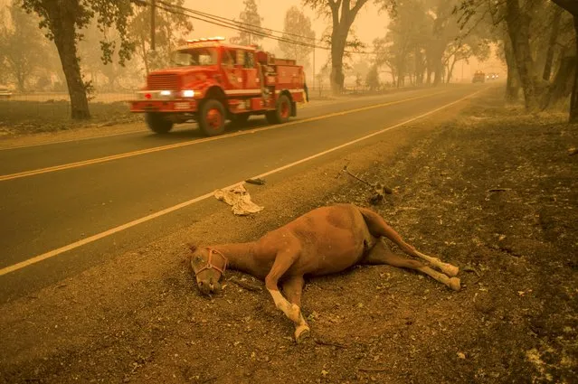 A dead horse lies beside Highway 175 after the Valley Fire raged through Middletown, California September 13, 2015. (Photo by Noah Berger/Reuters)