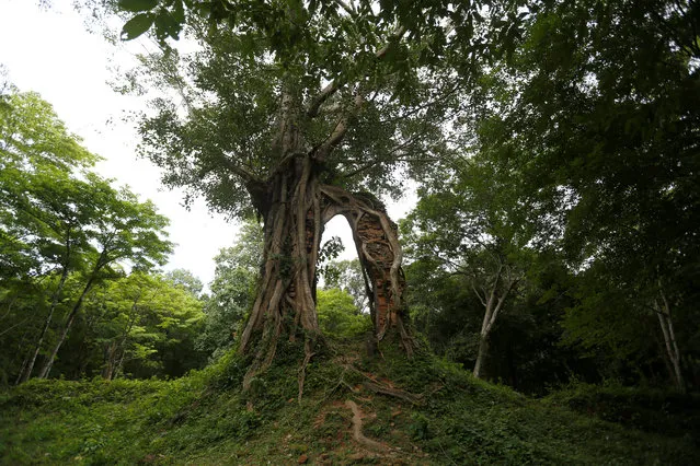 A tree is seen at Sambor Prei Kuk, or “the temple in the richness of the forest” an archaeological site of ancient Ishanapura, a UNESCO world heritage site, in Kampong Thom province, Cambodia on July 17, 2017. (Photo by Samrang Pring/Reuters)
