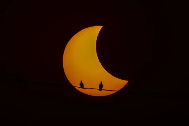 Pigeons are silhouetted as the sun forms a crescent during a partial solar eclipse in New Delhi, India, Tuesday, October 25, 2022. (Photo by Altaf Qadri/AP Photo)