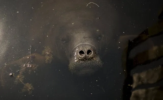 An Amazonian manatee which is in rehabilitation after sustaining injuries from hunting and fishing nets peers out of the water at the Center of Amazonian Manatees at Amana Lake in Maraa, Amazonas state, Brazil, September 19, 2015. (Photo by Bruno Kelly/Reuters)