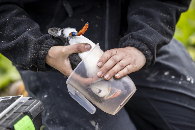 Heather Wilson and Tom Hendry, rangers on the Farne Islands, weigh a puffin using a jug as part of the annual seabird census on May 13, 2025. (Photo by Times photographer James Glossop)