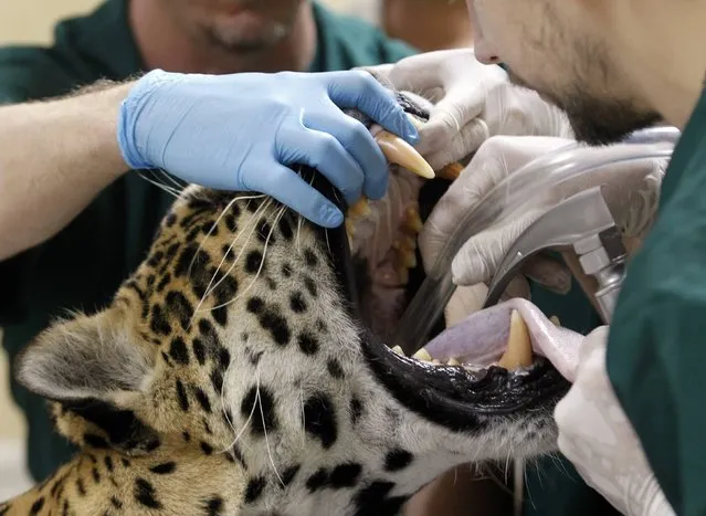 Veterinarians insert a tube inside the mouth of Tango, an eleven-year-old male jaguar, during a full medical examination at the Buenos Aires Zoo October 27, 2014. (Photo by Enrique Marcarian/Reuters)