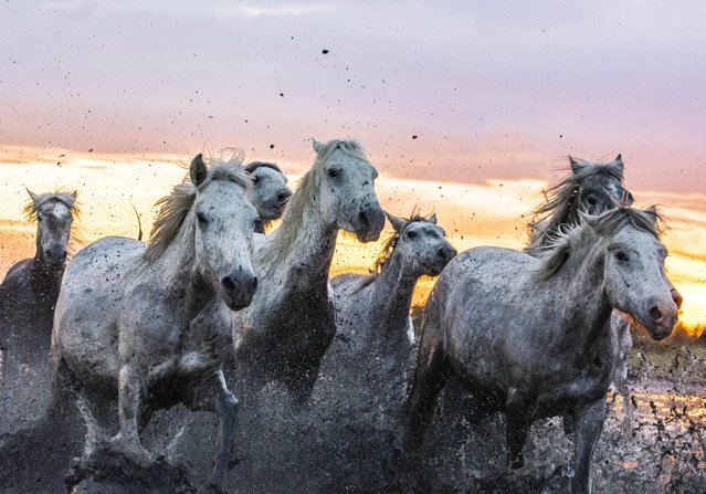 White horses of the Camargue thunder through the shallow salt flats at sunset on December 8, 2022. Known as Horses of the Sea, the breed native to the wetlands in southern France is one of the oldest in the world. (Photo by Nathalie Mountain/Media Drum Images)