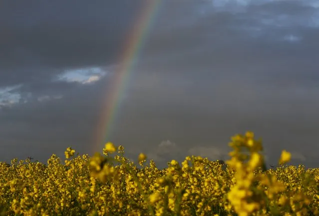 A rainbow forms over an oilseed rape field in Heather, Britain May 5, 2015. (Photo by Darren Staples/Reuters)
