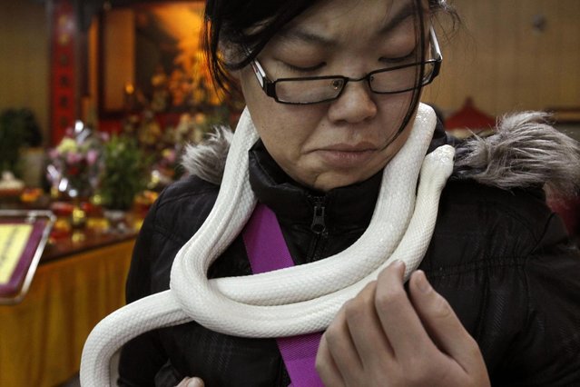 In this photo taken on Wednesday, January 9, 2013, ahead of the Chinese lunar new year of the Snake, following the Chinese zodiac, a devotee cautiously hangs a genetically modified, auspicious, white snake around her neck the Temple of White Snakes in Taoyuan county, in north western Taiwan. Director of the temple Lo Chin-shih said the new year of the snake would be a time of steady progress, in contrast to the more turbulent nature of the outgoing year of the dragon. The Chinese new year fall on February 10. (Photo by Wally Santana/AP Photo)