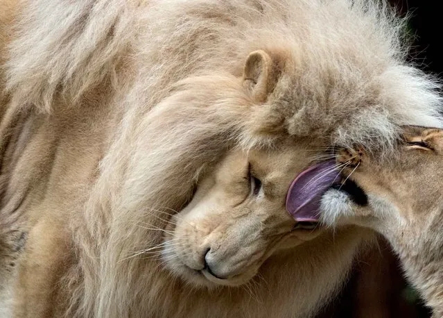 Ten-year-old couple of South African lions, Haldir (L) and his mate Jawa cuddle at Bratislava's Zoo on November 13, 2014. Haldir was born in Beauval, France and Jawa in Walter, Switzerland. (Photo by Joe Klamar/AFP Photo)