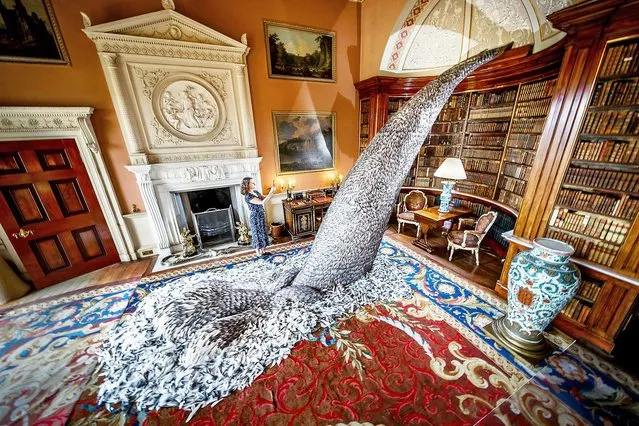 Harewood House collections manager Paula Martin takes a photograph of “Discharge”, a sculpture made from 10,000 pigeon feathers by artist Kate MccGwire, in the Main Library at Harewood House in Leeds on August 5, 2020, that forms part of previously unseen exhibition “Menagerie”, after the house at Harewood reopened to the public following the easing of lockdown restrictions in England. (Photo by Danny Lawson/PA Images via Getty Images)