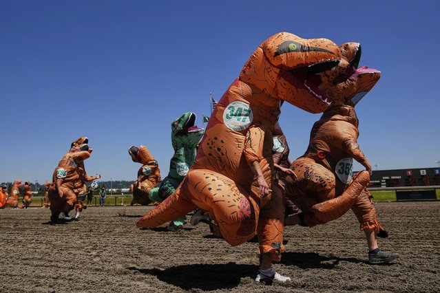 Participants race during a preliminary heat during the “T-Rex World Championship Races” at Emerald Downs, Sunday, June 29, 2025, in Auburn, Wash. (Photo by Lindsey Wasson/AP Photo)