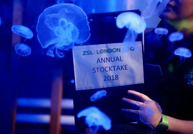 Jellyfish are counted during the Annual Stocktake at ZSL London Zoo in London, Britain February 7, 2018. (Photo by Tom Jacobs/Reuters)