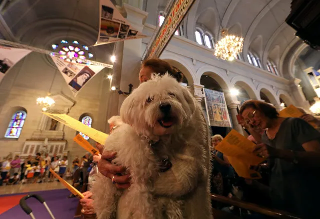 Pet owners attend a mass with their pets at the St Pierre D'Arene church to honour the feast of Saint Francis of Assisi, the patron saint of animals and the environment, in Nice, France October 2, 2016. (Photo by Eric Gaillard/Reuters)