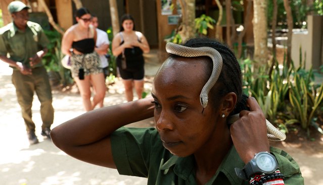 Snake handler Mary Mumbi interacts with a Rufous Beaked snake, her favourite snake, at the Watamu Snake Farm, in Malindi, Kilifi County, Kenya, on September 4, 2025. (Photo by Monicah Mwangi/Reuters)