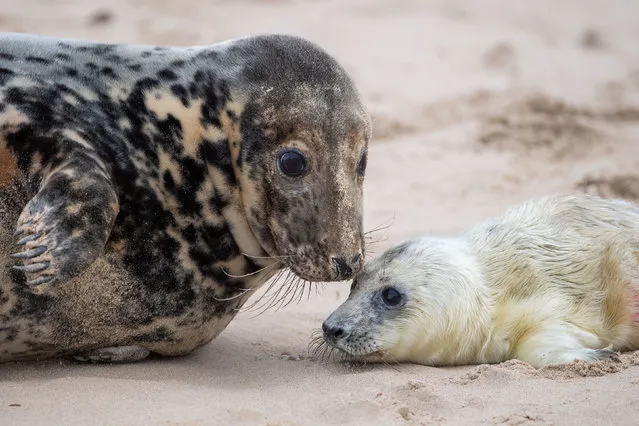 A grey seal with her newborn pup on the beach at Horsey in Norfolk on October 31, 2020, as the pupping season begins at one the UK's most important sites for the mammals. (Photo by Joe Giddens/PA Images via Getty Images)
