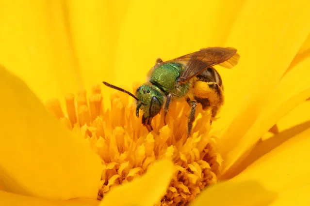 Bicolored Agapostemon Sweat Bee (Agapostemon viriscens) on a flower in Toronto, Ontario, Canada on June 19, 2022. (Photo by Creative Touch Imaging Ltd./NurPhoto via Getty Images)