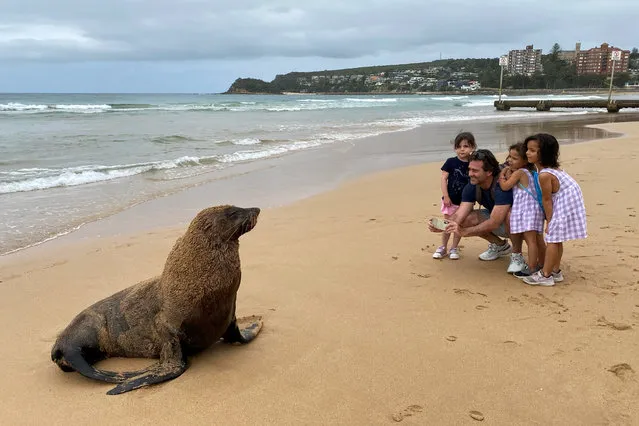 A New Zealand Fur Seal is seen washed up on Manly Beach November 30, 2020 in Sydney, Australia. The seal appeared this afternoon as wildlife officers ands surf lifesavers set up an exclusion zone around the seal to keep onlookers at bay. (Photo by Cameron Spencer/Getty Images)
