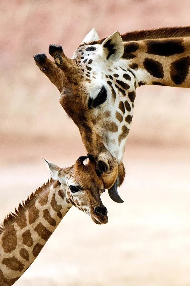 Animal Moms on Mother's Day