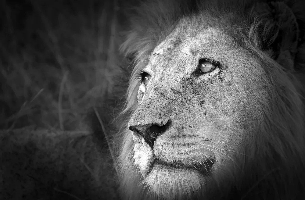 2015 Africa Geographic Photographer of the Year Award