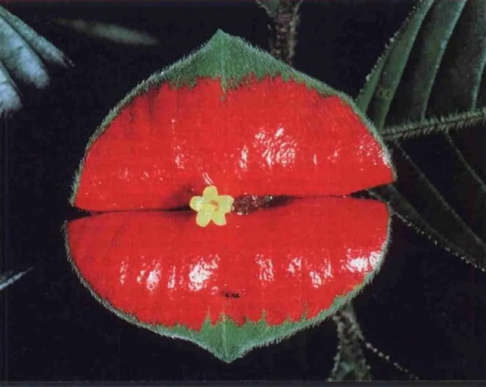 A Kiss from Mother Nature – Psychotria Elata