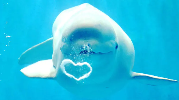Beluga Whales Blowing Bubbles in Japan (Video)