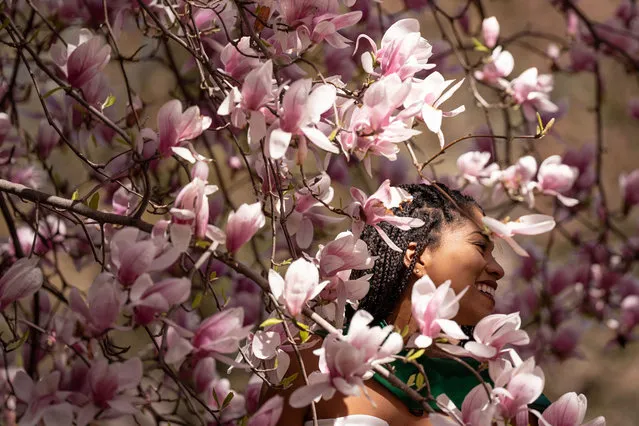 A woman enjoys the cherry blossoms during spring season at Central Park in New York, United States on April 10, 2023. (Photo by Mostafa Bassim/Anadolu Agency via Getty Images)