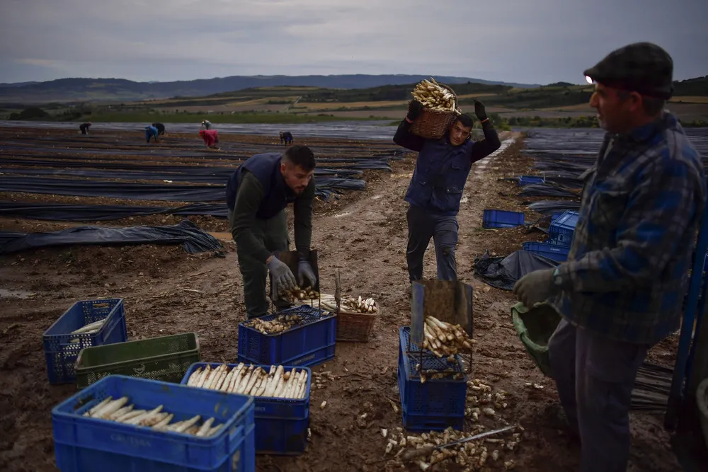 Asparagus, the “White Gold”
