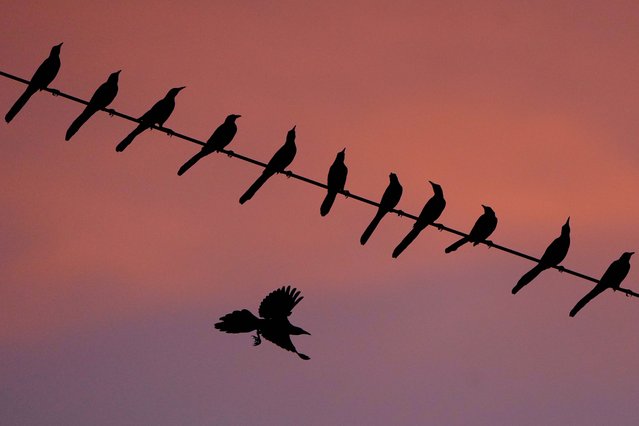 Starlings swarm at a the Baker wetlands Saturday, November 15, 2025, in Lawrence, Kan. (Photo by Charlie Riedel/AP Photo)
