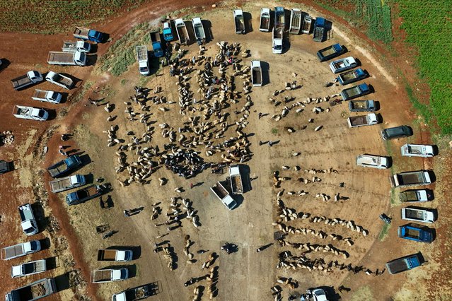 This aerial photo shows people gathering at a livestock market ahead of the Muslim festival of Eid al-Adha in Maarrat Misrin, north of Idlib, Syria, on June 3, 2025. (Photo by Abdulaziz Ketaz/AFP Photo)