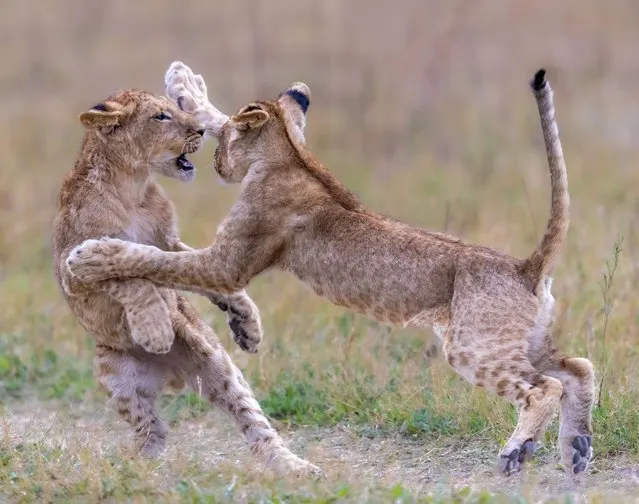 Five-month-old lion cubs practicing their fighting skills on each other in Moremi Game Reserve, Botswana on June 7, 2023. (Photo by Sharlene Cathro/Media Drum Images)