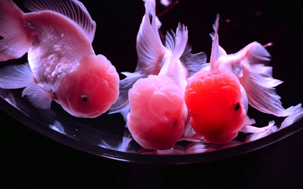 The Week in Pictures: Animals, July 6 – July 12, 2013 (31 Photos)