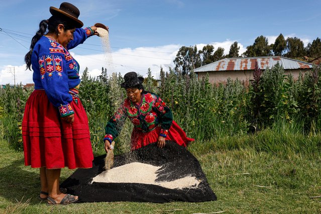Aymara farmers works quinoa in his field in the town of Yanaque in Acora, Puno, southern Peru on January 25, 2025. (Photo by Juan Carlos Cisneros/AFP Photo)
