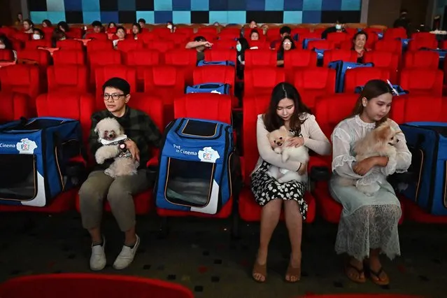 Pet dogs and their owners sit inside a movie theatre on the opening day of the pet-friendly i-Tail Pet Cinema opening at Major Cineplex inside Mega Bangna shopping mall in Samut Prakan on June 10, 2023. (Photo by Lillian Suwanrumpha/AFP Photo)