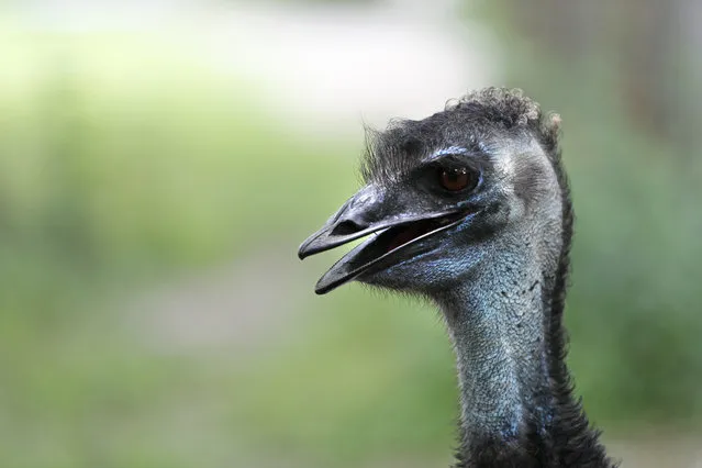 An Emu is seen in its exhibit at the Audubon Zoo in New Orleans, Monday, July 16, 2018. The death of a wounded fox brings to nine the number of animals, including an emu, that have died as the result of the weekend escape of a jaguar from its enclosure at the zoo in New Orleans. Audubon Zoo officials say on the zoo's website that Rusty, one of the foxes attacked by the big cat, died Monday. (Photo by Gerald Herbert/AP Photo)