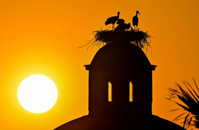 Storks are seen on a nest placed on the top of a historical building during sunset in Selcuk district of Izmir, Turkiye on June 23, 2023. Historical buildings in the district host many storks due to its favorable wetland and swampy areas along with to being a region on the migration routes of storks. Storks nest with their children on many historical buildings such as aqueducts, mosque minarets and baths from the ancient period in the city. (Photo by Mehmet Emin Menguarslan/Anadolu Agency via Getty Images)