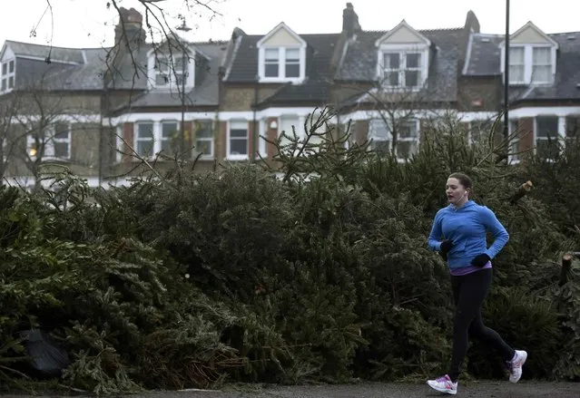 A jogger runs past at a pile of Christmas trees left out for recycling, following the end of the Christmas season in London, Britain January 6, 2016. (Photo by Hannah McKay/Reuters)