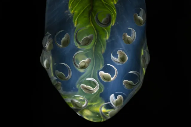 In this image released by World Press Photo, Thursday April 15, 2021, by Jaime Culebras titled New Life, which won third prize in the Nature Singles category, shows The eggs of a Wiley's glass frog, Nymphargus wileyi, hang on the tip of a leaf in Tropical Andean cloud forest, near the Yanayacu Biological Station, Napo, Ecuador, on July 25, 2020. (Photo by Jaime Culebras, World Press Photo via AP Photo)