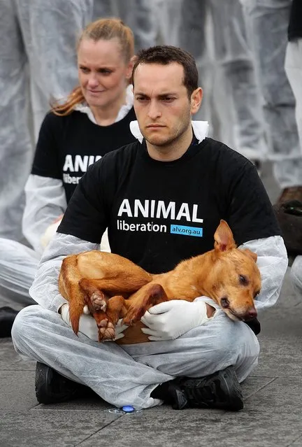 Animal Liberation Victoria activists hold dead animals at Federation Square on October 1, 2013 in Melbourne, Australia. Over 200 activists gathered with the bodies of deceased animals to publicly grieve their deaths. Animal Liberation Victoria is against the treatment of animals as “property” an promotes a vegan lifestyle. (Photo by Graham Denholm/Getty Images)