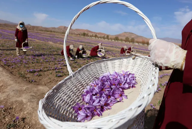 Afghan women collect saffron flowers in the Karukh district of Herat, Afghanistan, November 5, 2016. (Photo by Mohammad Shoib/Reuters)