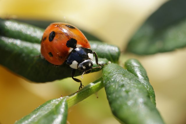 A lady bug steps across the leaves of a plant in a communal garden on June 13, 2023 in Berlin, Germany. The European Parliament is scheduled to soon vote on the EU Nature Restoration Law, a bill that would set legally-binding targets for the restoration of natural ecosystems across Europe with the goal of strengthening food security. The bill also sets targets for reducing the use of pesticides and reversing the decline of pollinator populations such as bees. (Photo by Sean Gallup/Getty Images)