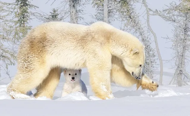 A polar bear cub in Wapusk national park, Churchill, Canada, is keen to play with its apparently reluctant mother in 2023. (Photo by Yuan Su/Solent News)