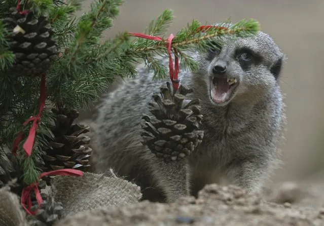 A meerkat eats a treat from a pinecone bauble off a Christmas tree in its enclosure at London Zoo, in London, Britain December 15, 2016. (Photo by Hannah McKay/Reuters)