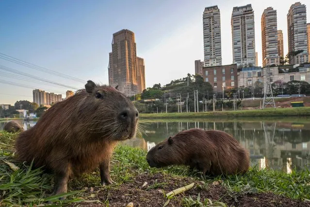 Capybaras (Hydrochoerus hydrochaeris) are seen on the bank of the Pinheiros River in Sao Paulo, Brazil, on August 3, 2023. The Pinheiros River, which runs through the heart of Sao Paulo, Brazil's largest city, was until recently unsuitable for animal life. Today, after three years of work to reduce water pollution, the state of São Paulo says it has achieved its goals, but environmental NGOs say the pollution levels in the river and its tributaries are still too high. (Photo by Nelson Almeida/AFP Photo)