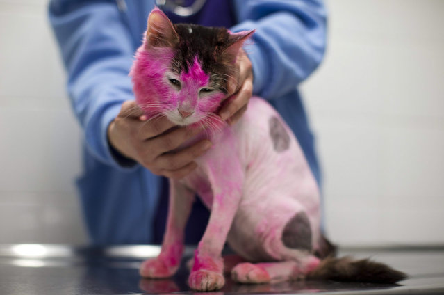 “Bazooka”, a one year old stray cat, is treated at the SPCA (Society for Prevention of Cruelty to Animals) clinic in Tel Aviv, Israel, 06 January 2016. Bazooka arrived at the clinic in critical condition after he went through severe abuse with bruises all over his body and painted with pink oxidation. (Photo by Abir Sultan/EPA)