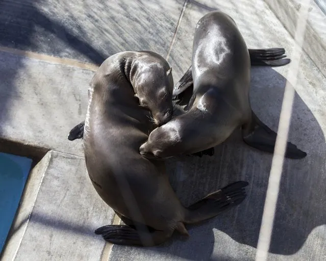 Sea lion pups rest in their enclosure after being rescued at the Pacific Marine Mammal Center in Laguna Beach, California March 17, 2015. (Photo by Mario Anzuoni/Reuters)