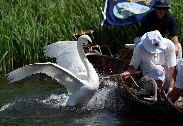 A swan reacts as Swan Uppers record details of cygnets during the annual census of the swan population along sections of the River Thames, Shepperton near Windsor, Britain on July 18, 2022. (Photo by Toby Melville/Reuters)