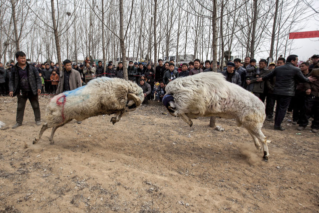A photograph made available on 10 March 2015 showing people watch a fight between male small-tail han sheep in Hanhejing village in Huaxian county in central China's Henan province 09 March 2015. Over 40 sheep fighting enthusiasts from surrounding areas brought their sheep for the traditional fight. (Photo by Wang Zirui/EPA)