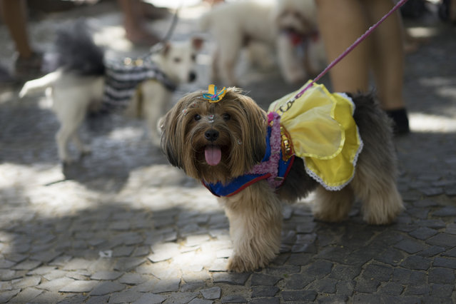 A dog in costume attends the carnival pet parade in Rio de Janeiro, Brazil, Sunday, January 31, 2016. People dressed their pets up for the annual block parade held near Copacabana beach. (Photo by Leo Correa/AP Photo)