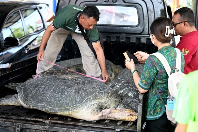 A man measures a large green turtle at a Marine Police office in Denpasar, on Indonesia's resort island of Bali on October 17, 2023. The Indonesian Marine Police thwarted the smuggling of 11 green turtles which at that time were about to carry out sale and purchase transactions in the West Bali National Park area, Melaya District, Jembrana Regency on 17 October 2023. (Photo by Sonny Tumbelaka/AFP Photo)
