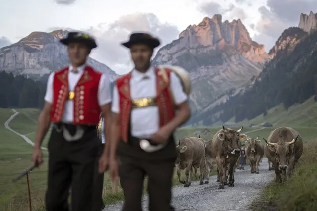 Herdsmen lead cows during the annual cattle drive (Alpabzug) on the Saemtis Alps in Bruelisau, Switzerland, 26 August 2022. Cattle feed on alpine herbs in summer and are later brought back to lower valleys in winter. The process is also known as transhumance. (Photo by Gian Ehrenzeller/EPA/EFE)